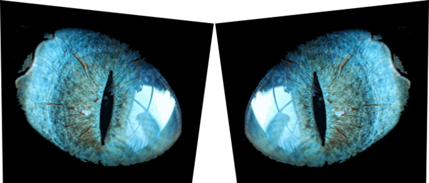Cybertruck Tryptych Sides - Cat Eyes (Pair)