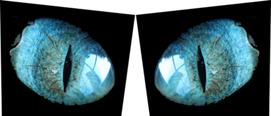 Cybertruck Tryptych Sides - Cat Eyes (Pair)